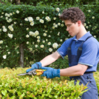 a beautiful photo of gardener pruning plants